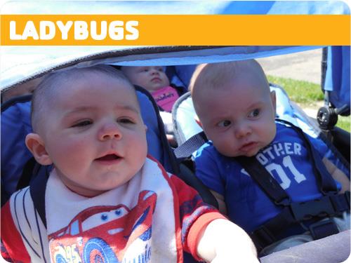 Ladybugs